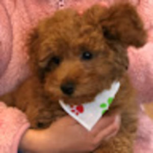 Meet your Posher, Alexis